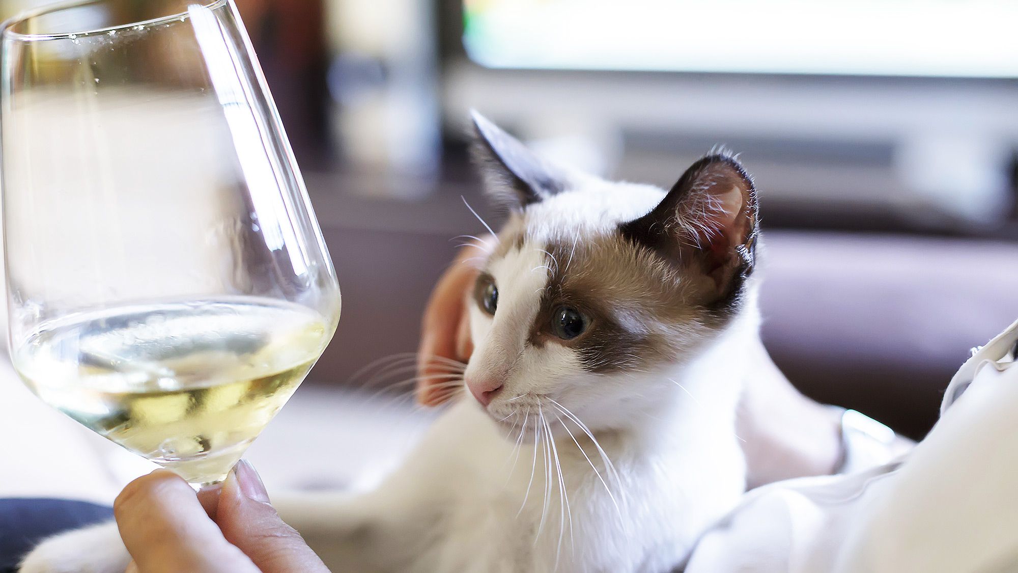Can Cats Drink Wine?