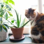 Can Cats Eat Aloe Plant?