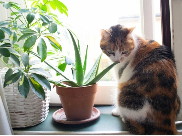 Can Cats Eat Aloe Plant?
