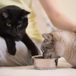 Can Cats Eat Baby Food?
