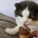 Can Cats Eat Chocolate Ice Cream?