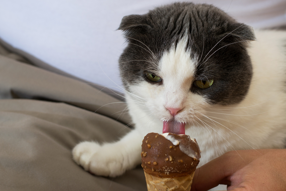 Can Cats Eat Chocolate Ice Cream?