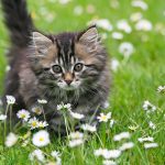 Can Cats Eat Daisies