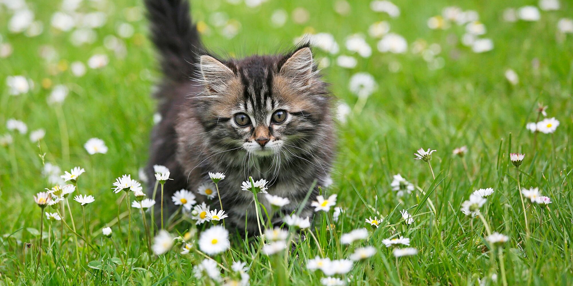 Can Cats Eat Daisies