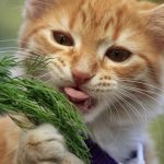 Can Cats Eat Dill?