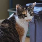 Can Cats Eat Hazelnuts?