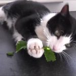 Can Cats Eat Spearmint?