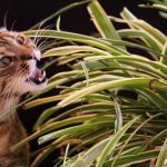 Can Cats Eat Spider Plants?
