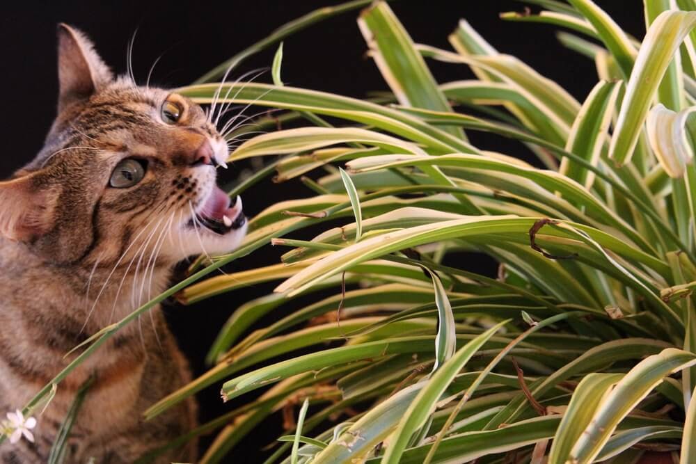 Can Cats Eat Spider Plants?