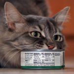 Can Cats Eat Tuna In Oil?