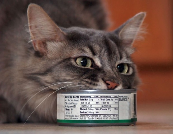 Can Cats Eat Tuna In Oil?