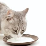 Can Humans Drink Cat Milk?