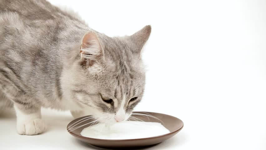 Can Humans Drink Cat Milk?
