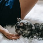 Can I Feed My Cat After Neutering?