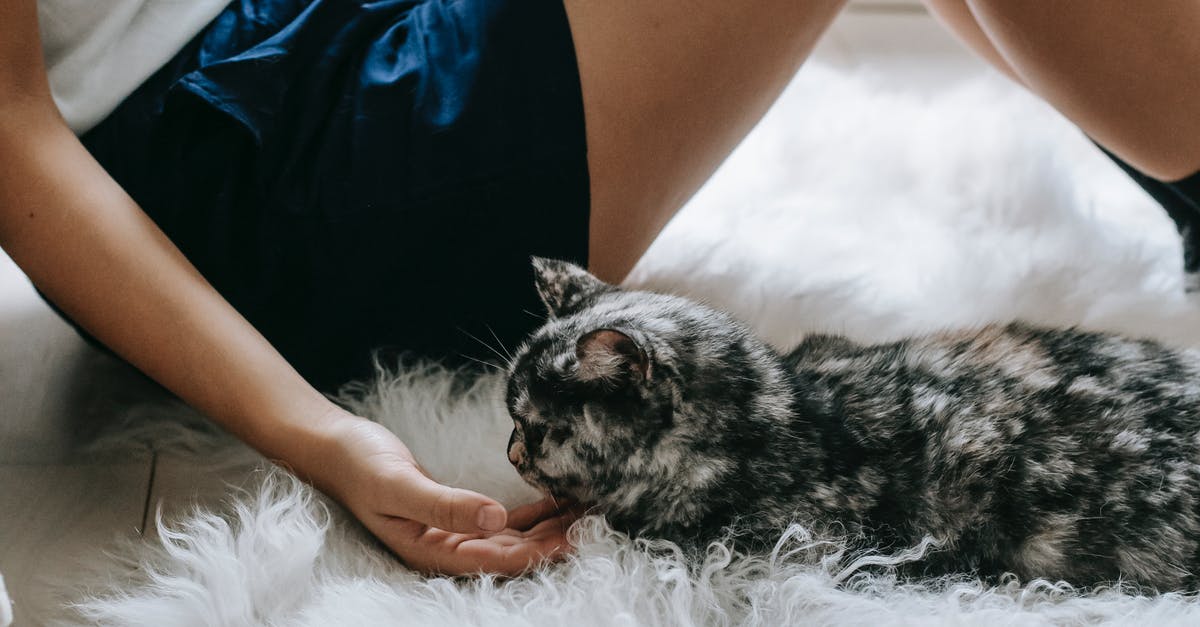 Can I Feed My Cat After Neutering?