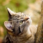 Cat’s Sides Sunken In After Spaying