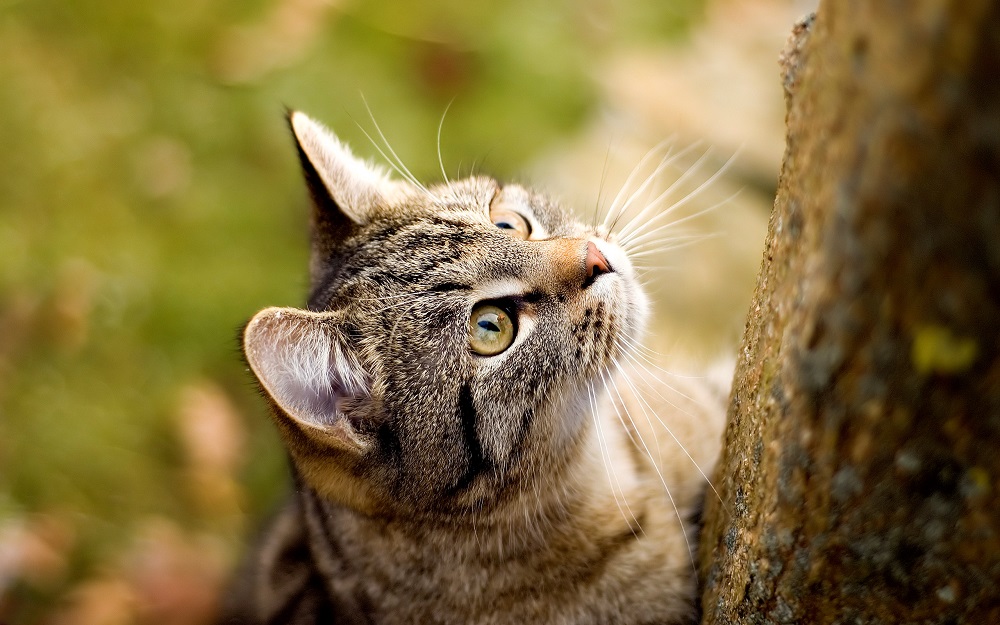 Cat’s Sides Sunken In After Spaying