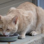Do Cats Eat Ants?