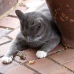 Do Cats Eat Bats?