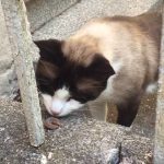 Do Cats Eat Caterpillars?