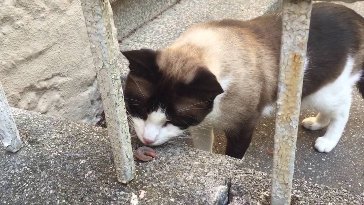 Do Cats Eat Caterpillars?