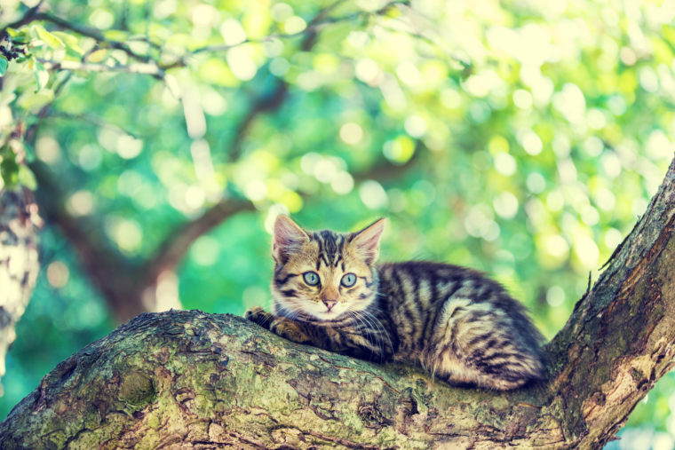 Do Cats Eat Frogs?