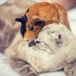 Do Cats Eat Guinea Pigs?