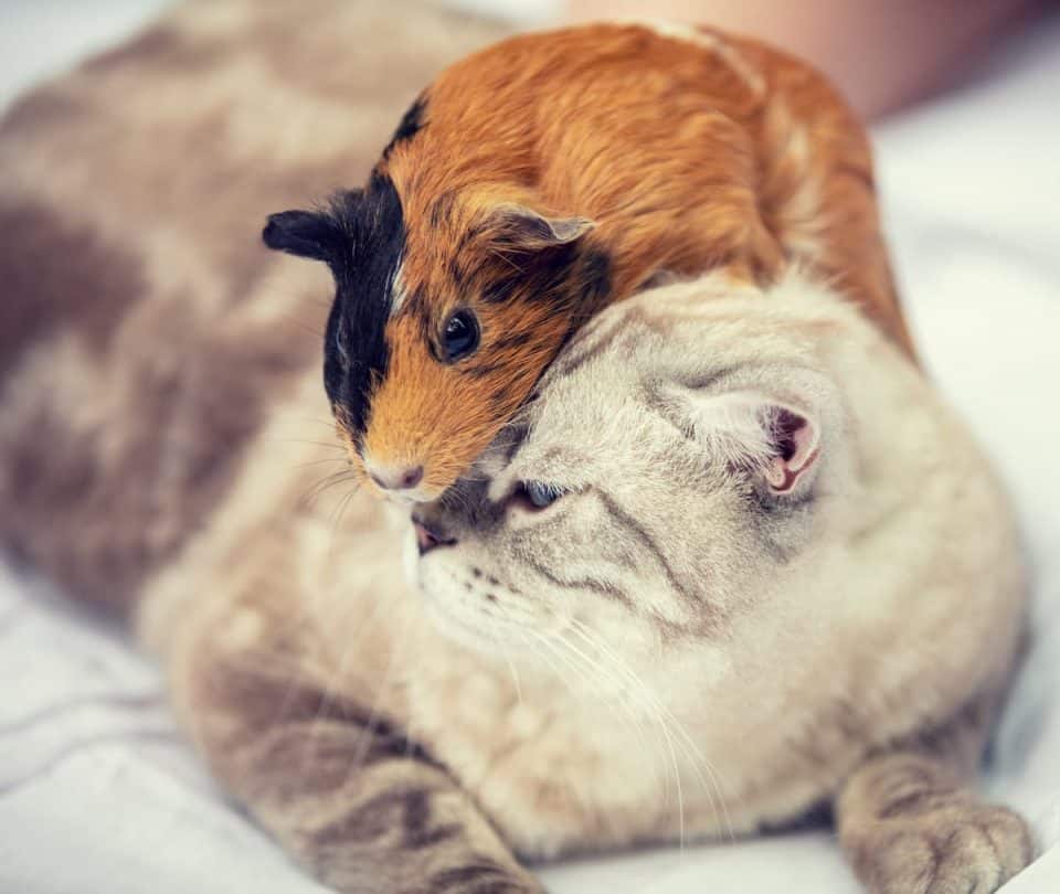 Do Cats Eat Guinea Pigs?