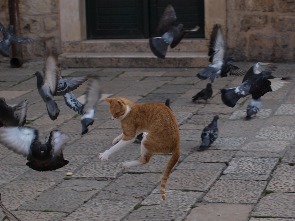 Do Cats Eat Pigeons?