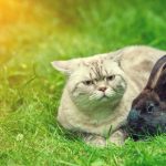 Do Cats Eat Rabbits?