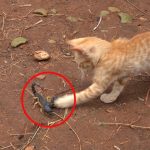 Do Cats Eat Scorpions?