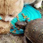 Do Cats Eat Turtles?