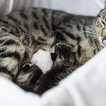 Do Cats Give Birth At Night?