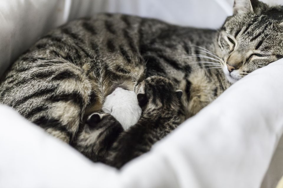 Do Cats Give Birth At Night?