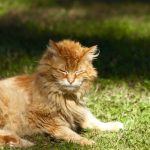 Does Cinnamon Keep Cats Away?