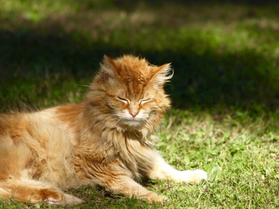 Does Cinnamon Keep Cats Away?