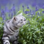 Does Lavender Keep Cats Away?