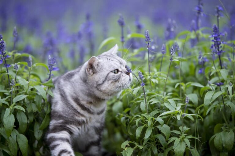 Does Lavender Keep Cats Away?