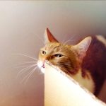 How Long Does It Take For A Cat To Give Birth After Her Water Breaks?