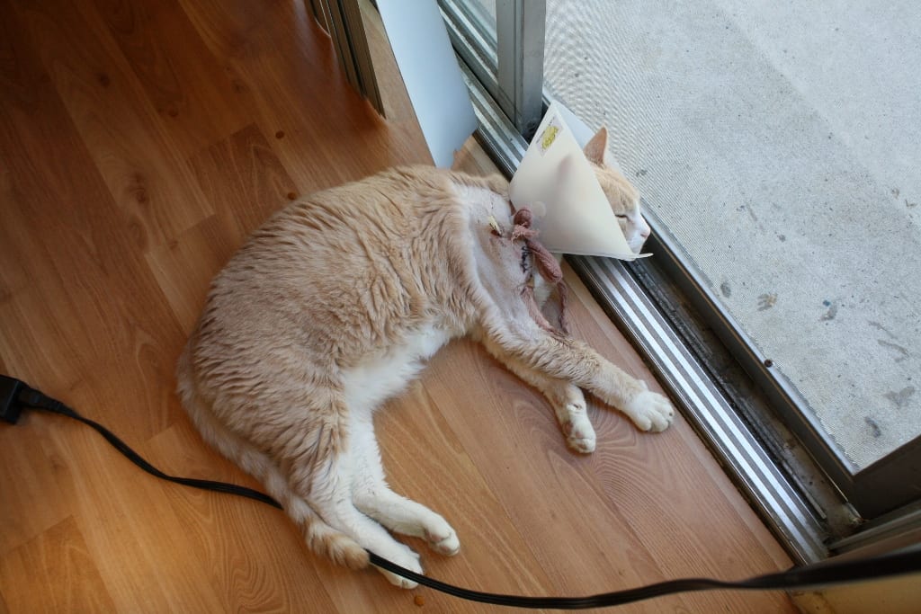 How To Feed A Cat With A Cone