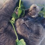 Is It Safe For Cats To Eat Valerian Root