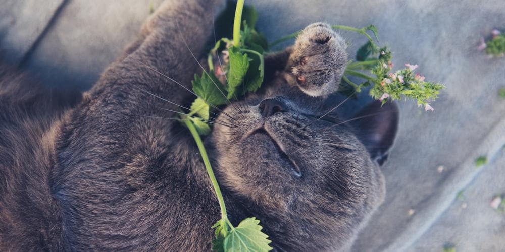 Is It Safe For Cats To Eat Valerian Root