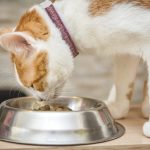 What Does Cat Taste Like?