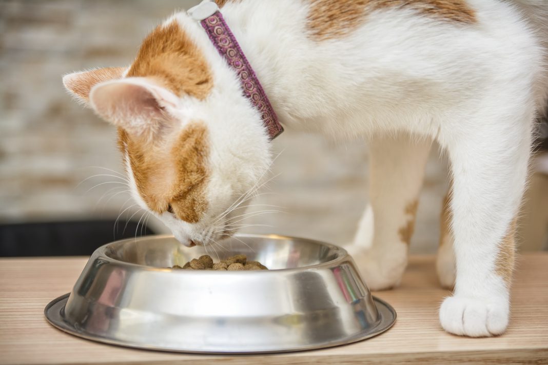 What Does Cat Taste Like?