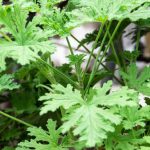 What Herbs Deter Cats?