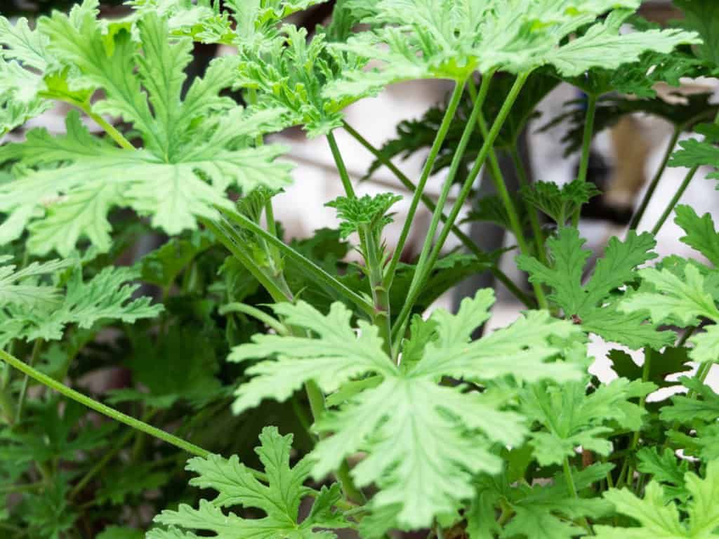 What Herbs Deter Cats?
