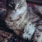 Why Do My Cat's Whiskers Keep Breaking Off?