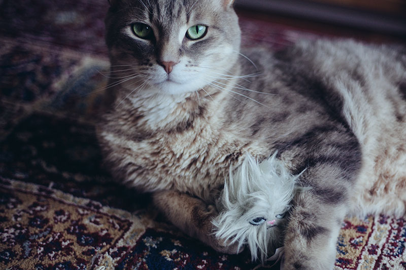 Why Do My Cat's Whiskers Keep Breaking Off?