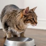 Why Is My Cat Always Hungry After Being Spayed?