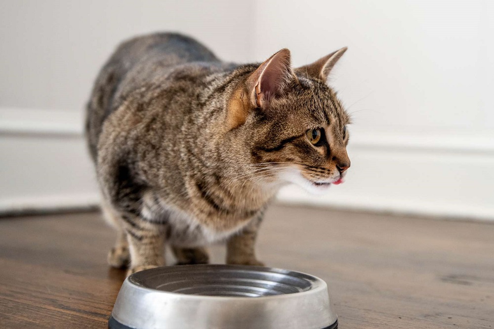 Why Is My Cat Always Hungry After Being Spayed?